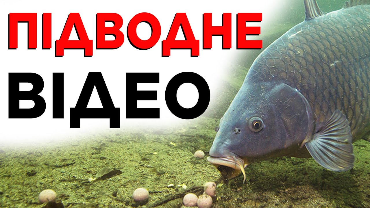 Ти НЕ повіриш, поки не побачиш! Чому короп не клює? ПІДВОДНА ЗЙОМКА!