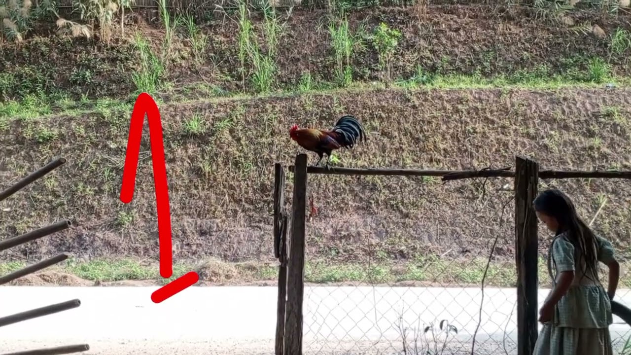 saib kuv peb tu qaib dib 