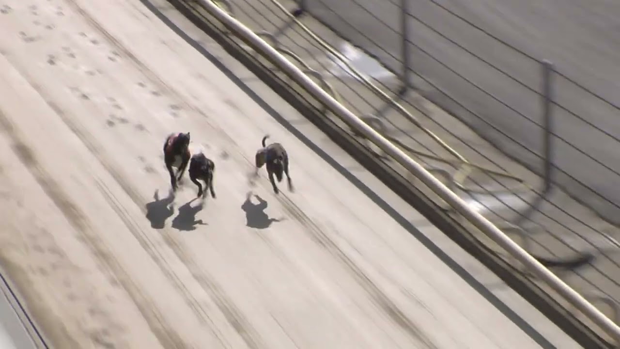 Greyhound 2026- 14.03.2026 Trial 6