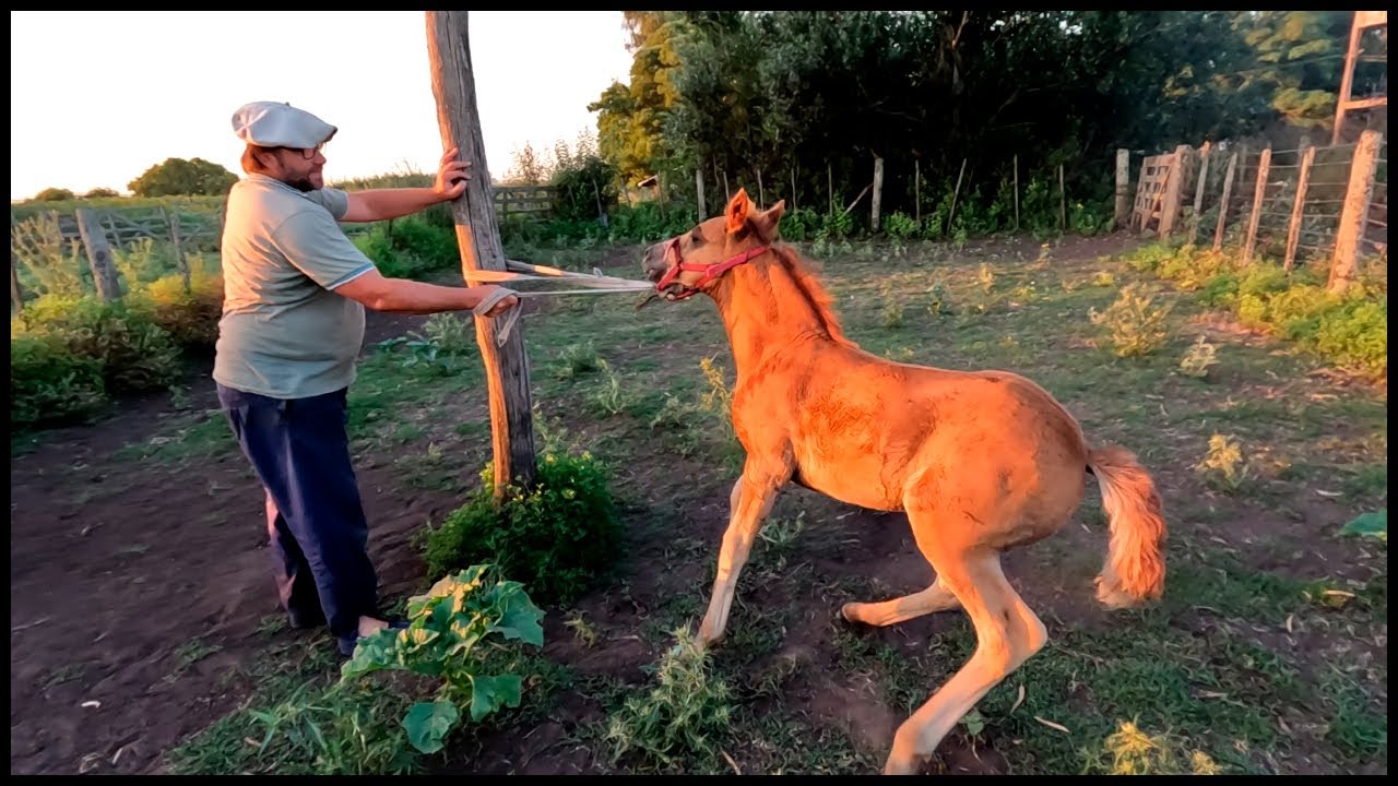 A VACUNAR EN EL CAMPO QUE HAN MUERTO MUCHOS CABALLOS