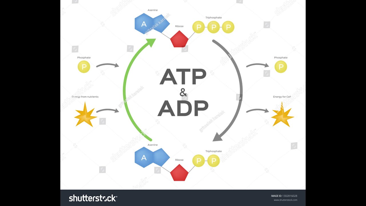 37-ATP (ADENOZİN TRİ FOSFAT)