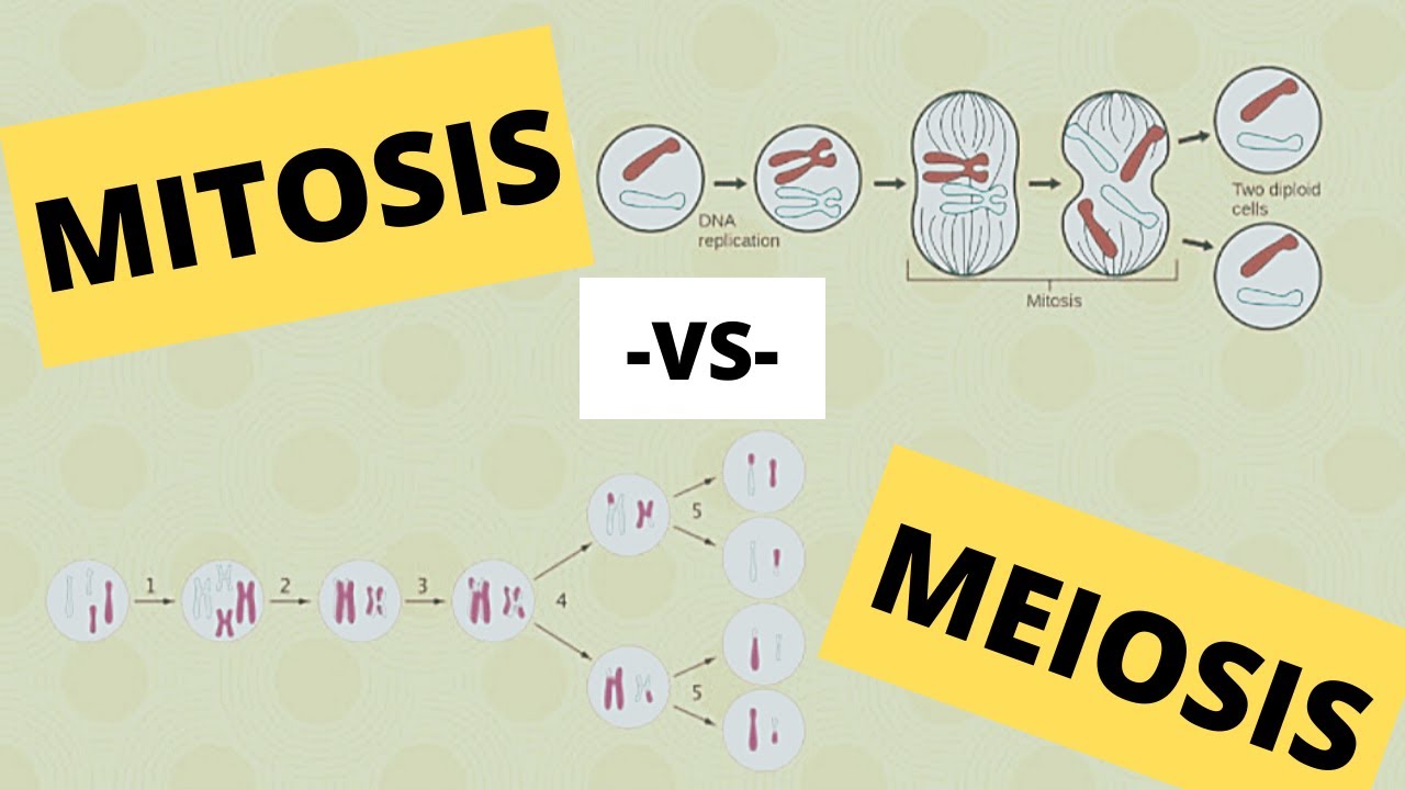 Mitosis vs Meiosis | difference between mitosis and meiosis | comparison between mitosis and meiosis