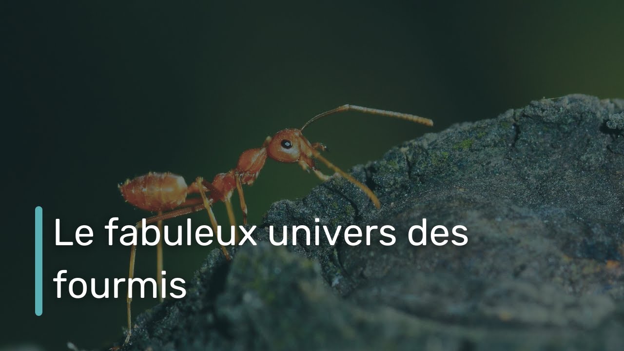 Le fabuleux univers des fourmis - Inventaire à la Prévert | Le Pensophone podcast