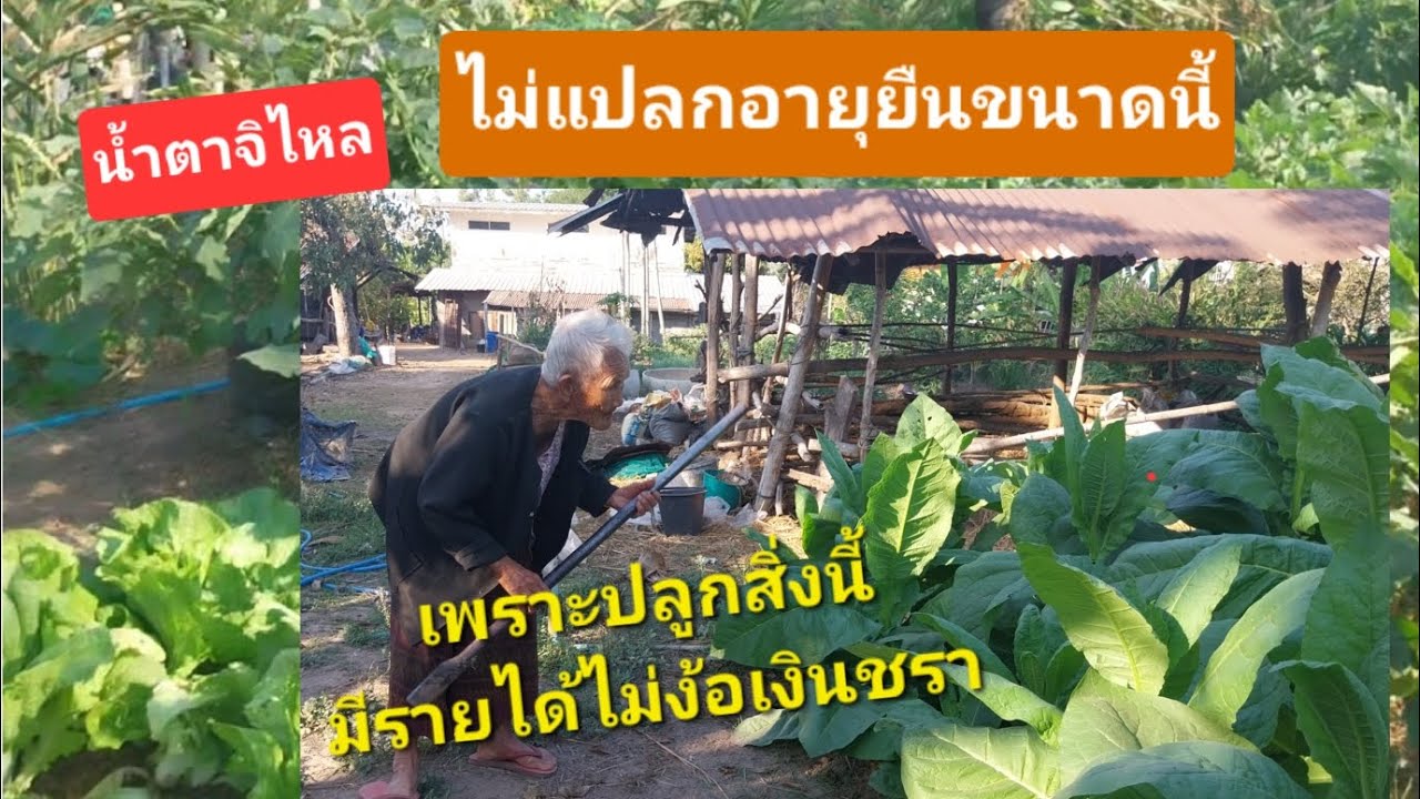 น้ำตาจิไหล!ไม่แปลกที่ยายอายุยืน เพราะปลูกสิ่งนี้ถึงมีรายได้ไม่ง้อเงินชรา