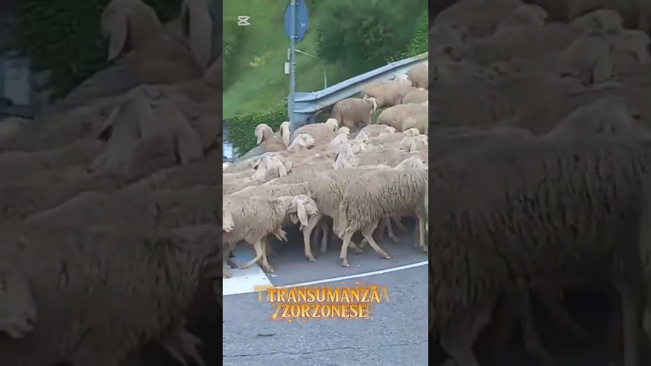 Transumanza Zorzonese