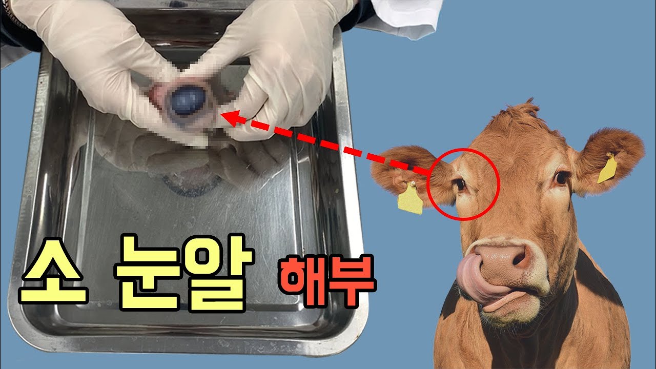 눈알 속은 어떻게 생겼을까? 소눈 해부 실험