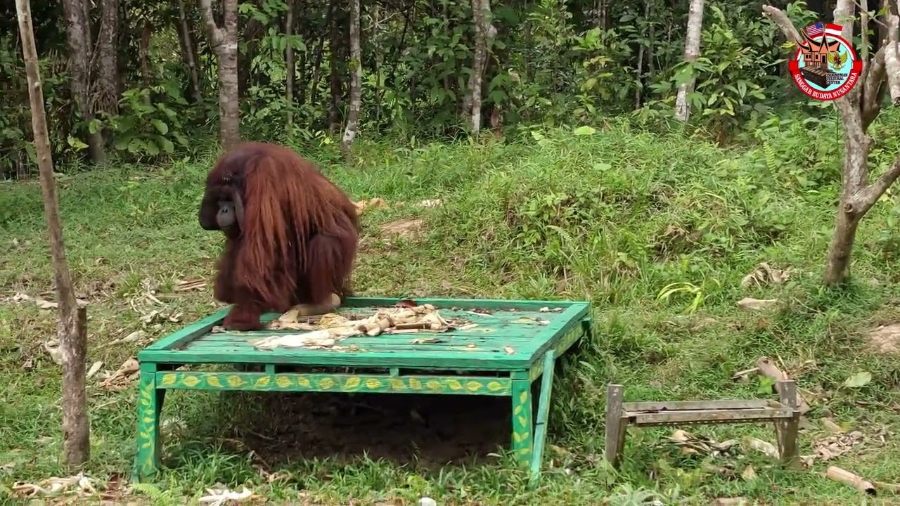 Explore Borneo Orang Utan Conservation