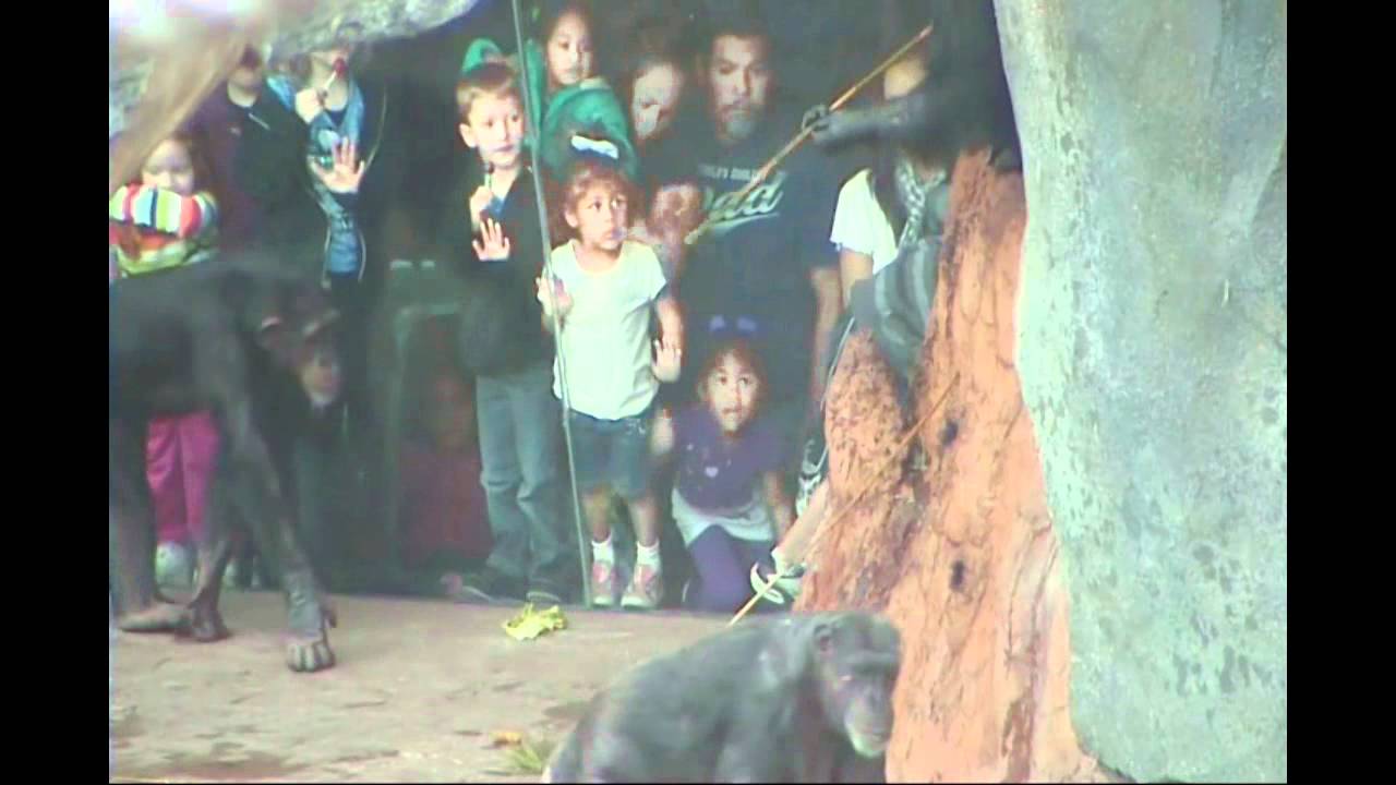 Chimps at their 
