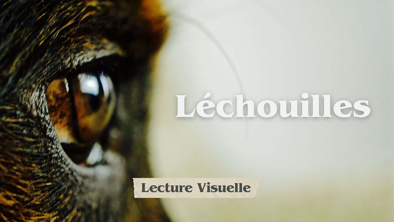 3📓 L&Eacute;CHOUILLES - Lecture Visuelle