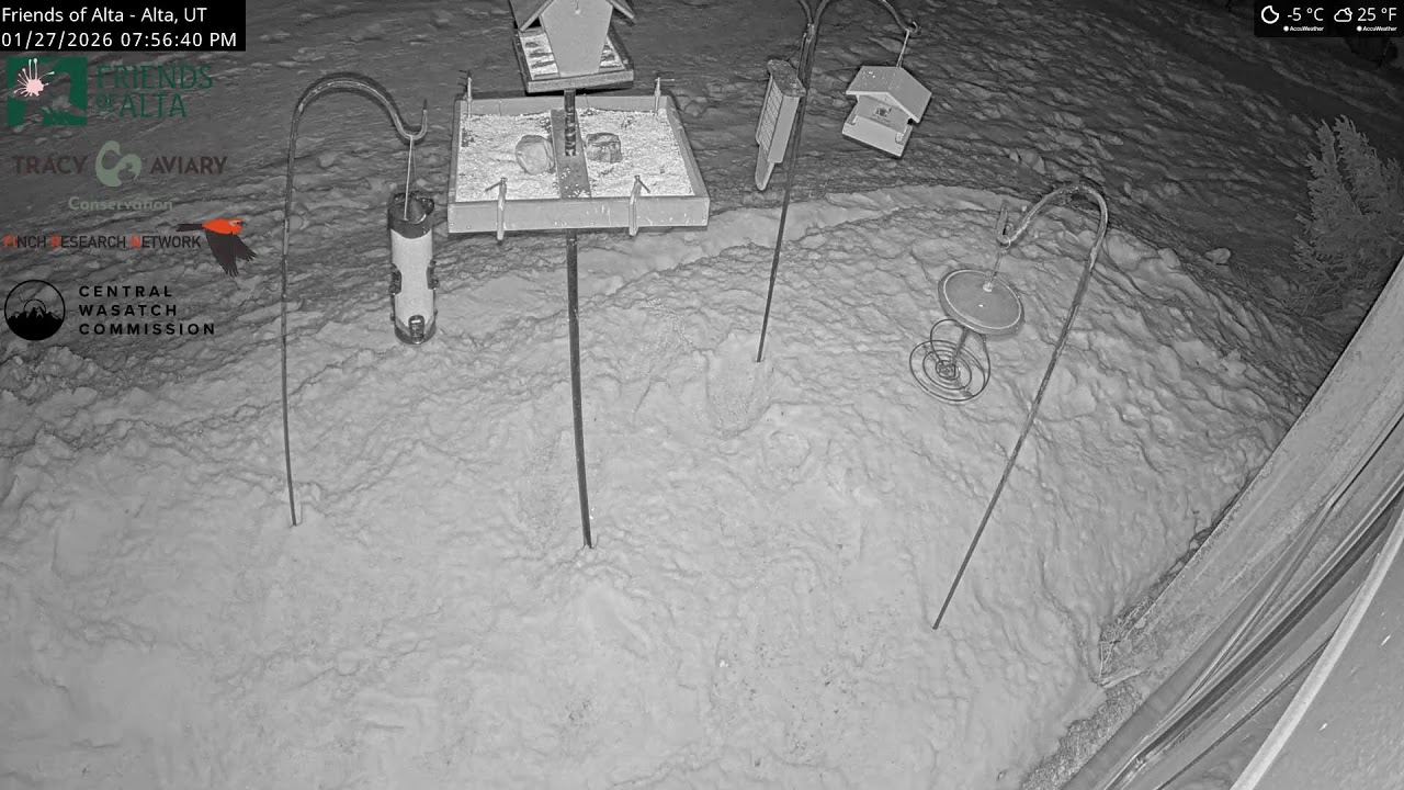 2026-01-27 - Day - Friends of Alta - Alta, UT - Live Stream Bird Feeder Cam (FiRN)