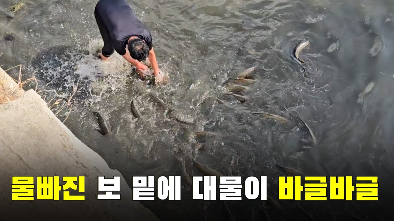 물빠진 보 밑에 대물들이 바글바글 합니다