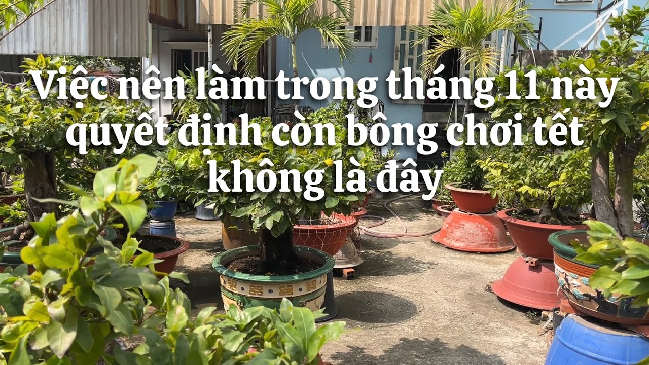 Chăm sóc cây mai tháng 11 âm lịch , quyết định còn bông chơi tết không là đây 
