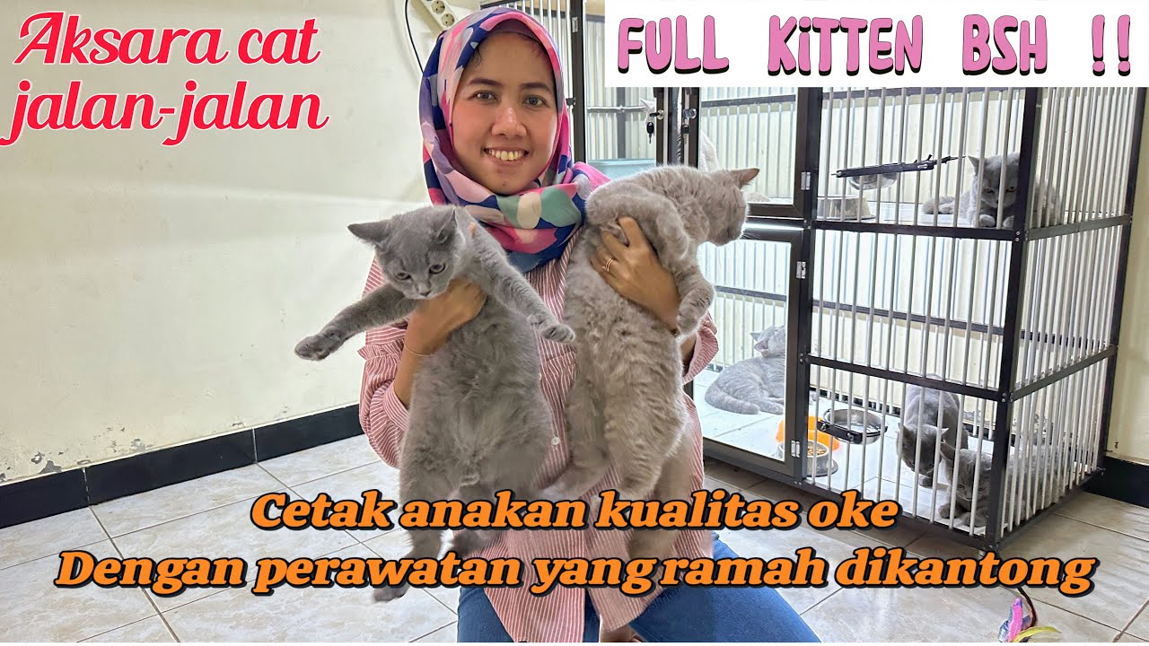 Kucing british short hair non ped || Kandang BSH kualitas dan Mahar Menarikk || nama pemain MU 😂