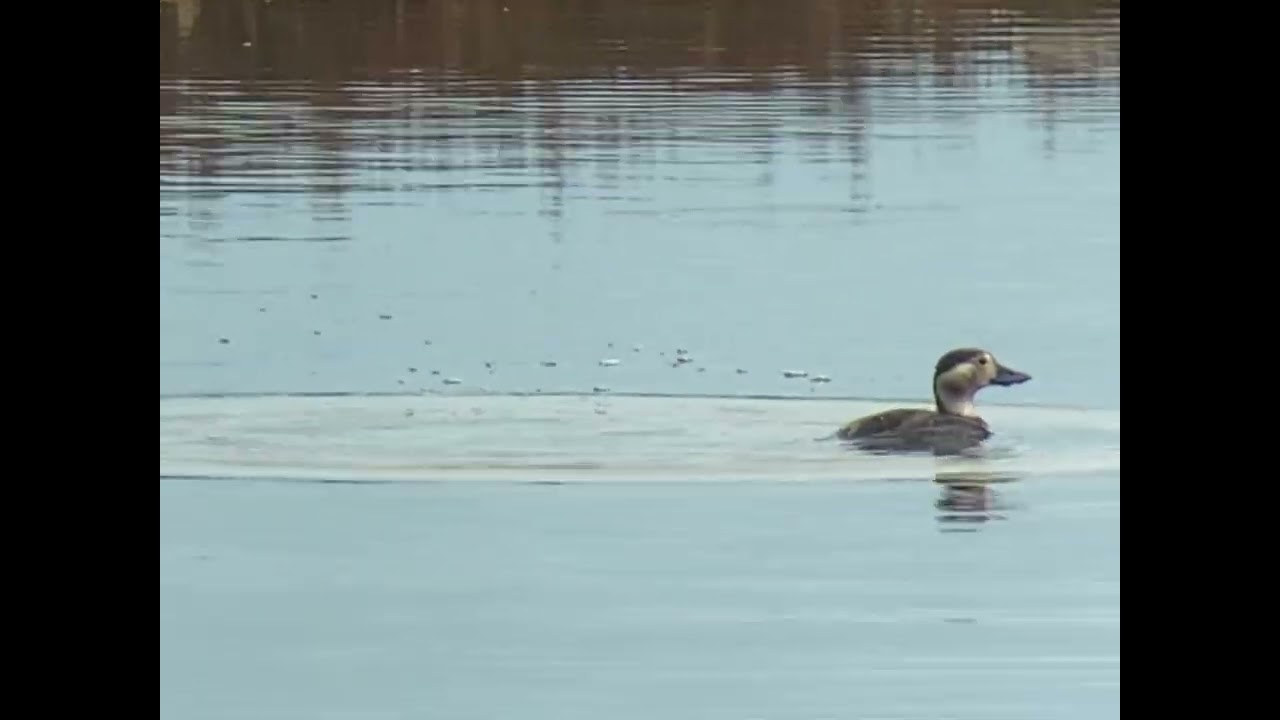 Moretta codona (Clangula hyemalis), Maremma Toscana, dicembre 2025 - Long-tailed Duck/ Eisente