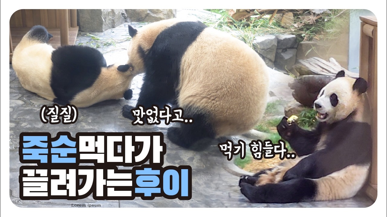 후이, 죽순 먹는데🤚먹지 말라고 끌고가는 루이