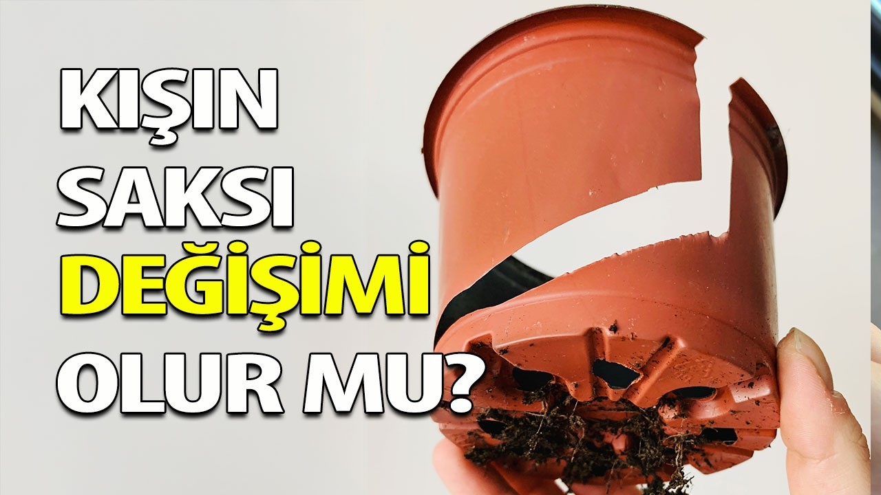Kışın Saksı Değişimi Yapılır Mı? | En Uygun Zaman ve Püf Noktaları 🪴