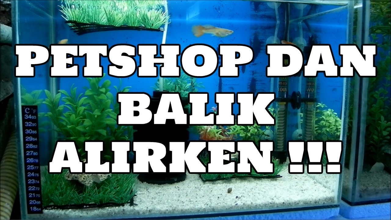 Hobihanem - Petshopdan Balık Alırken Nelere Dikkat Edilmeli?