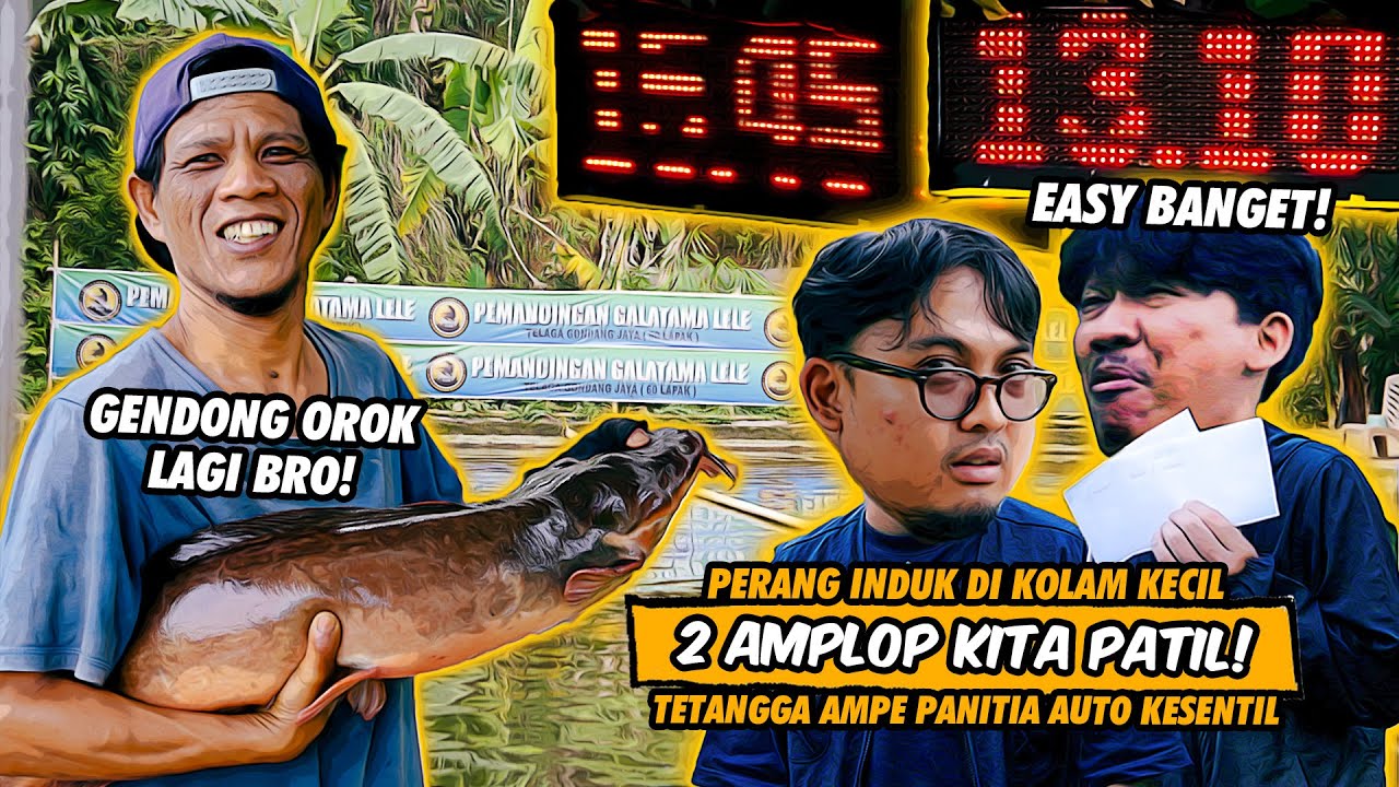 UMPAN SIMPEL FAVORIT INDUK!! KOLAM KECIL IKAN 11 KILO CUMA BUAT ALAS DUDUK!! GT LELE GONDANG JAYA