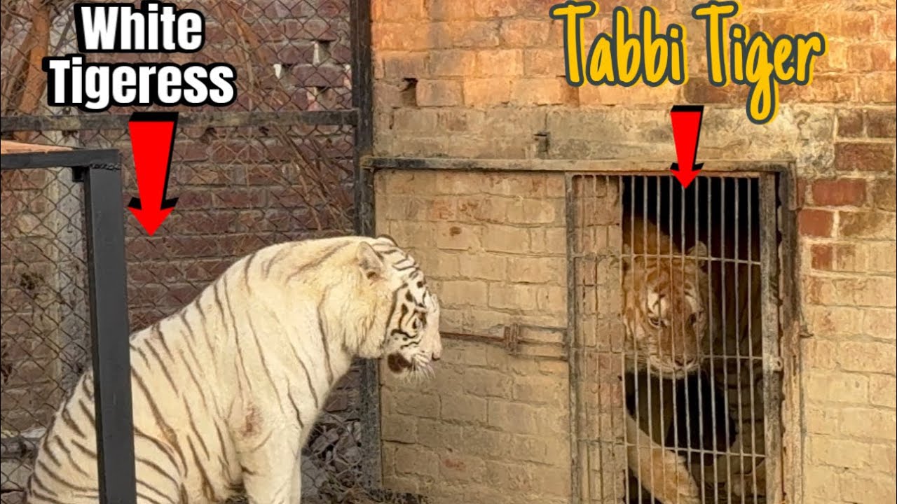 Tabbi Tiger Ko White Tiger (Female) Kai Sath Chorna Mehnga par Gya 🐅😱😱
