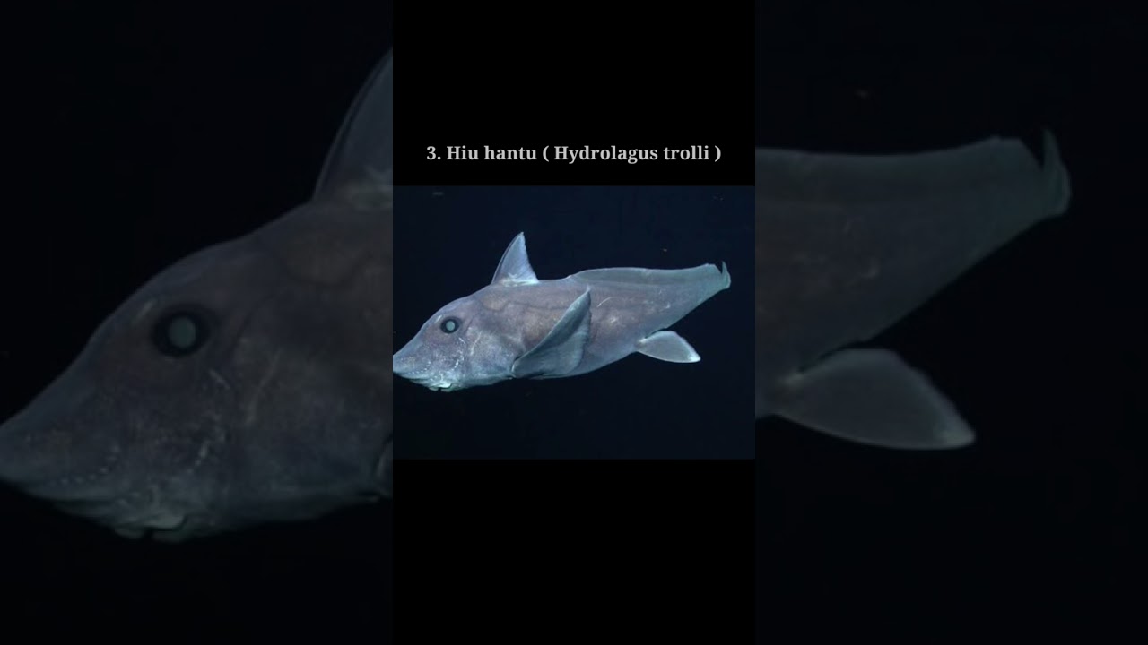 mana yg paling aneh guys😄😄