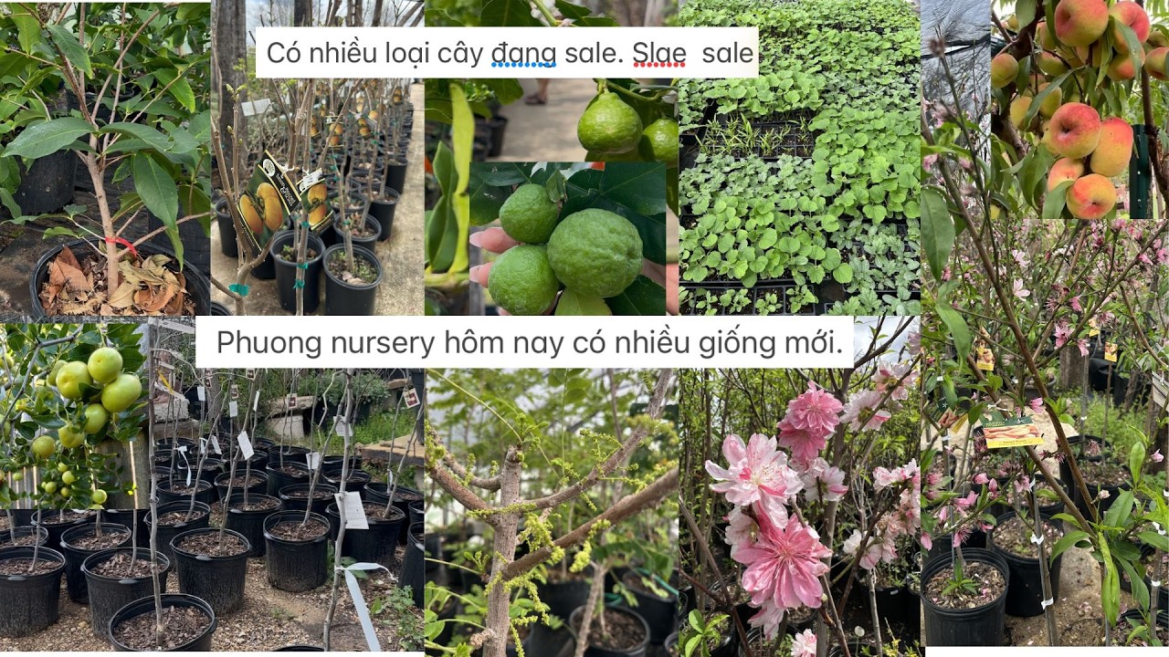 Phuong nursery hôm nay có nhiều giống mới. Đt:817-881-0918 phương Broadway blvd Garland tx 75043.❤️🥰