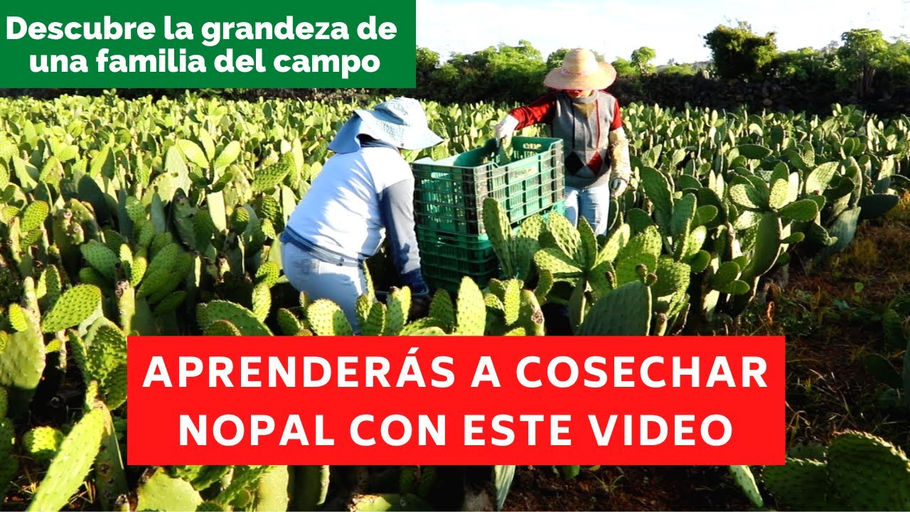 ¿COMO SEMBRAR NOPALES?