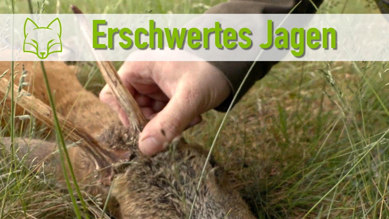 Jagen mit Einschr&auml;nkung