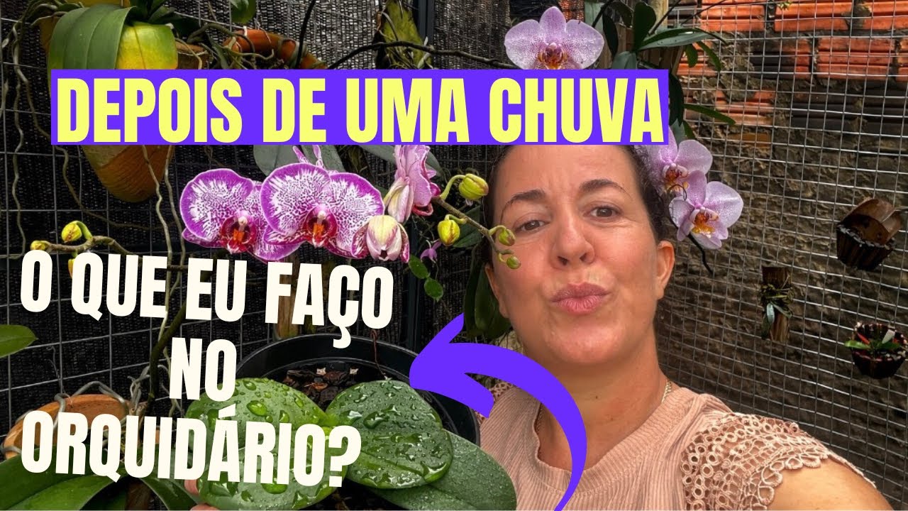 PRA SUA ORQUÍDEA NÃO APODRECER FAÇA ISSO DEPOIS DA CHUVA🌧️☝️