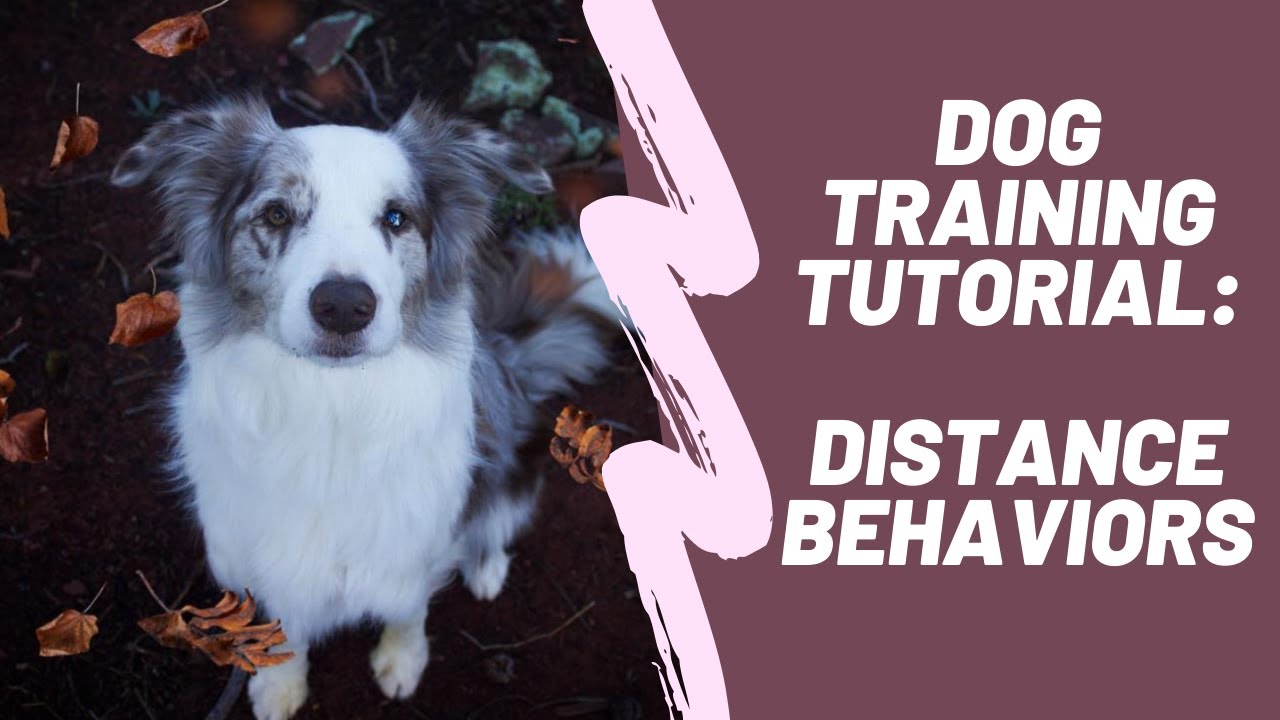Dog Training Tutorial: Distance