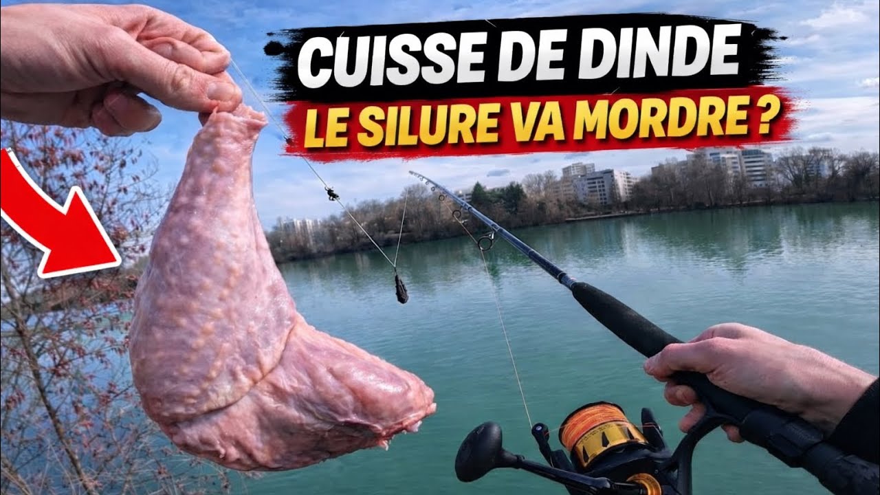 LA CUISSE DE DINDE POUR PÊCHER LES SILURES DE 2 M ! ( Focus sur les gros poissons )