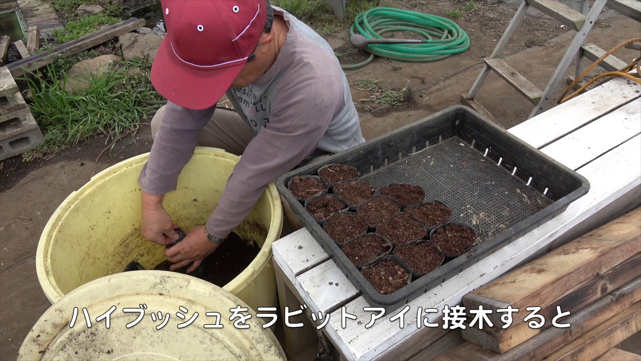 菜園だより190408点滴潅水・接ぎ木挿し