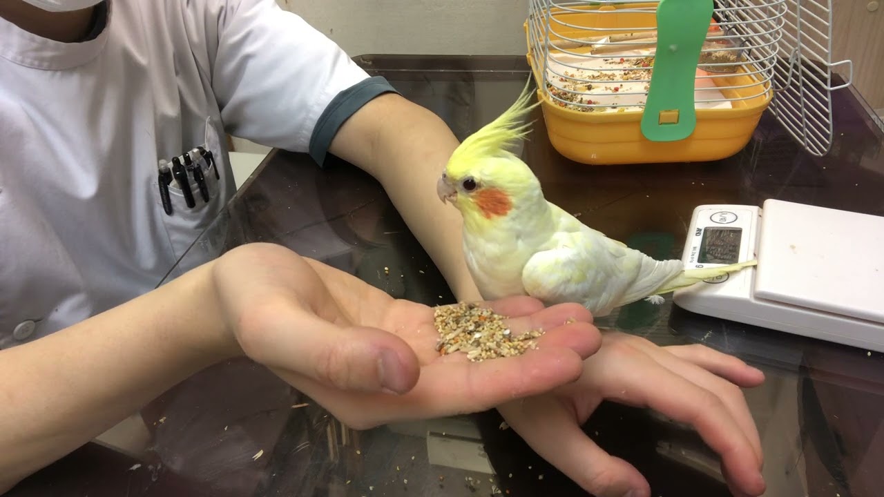 ⑧オカメインコのいくらちゃんの診察治療