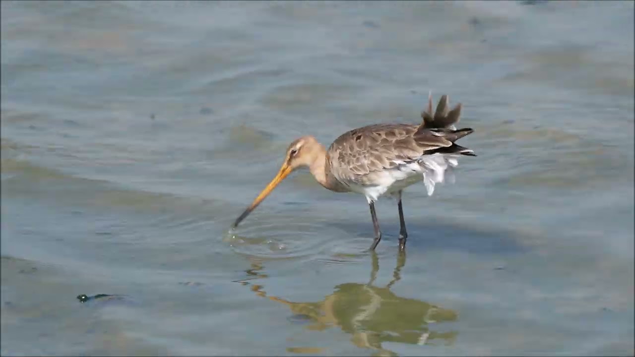 une journée d ' observation des oiseaux en Zélande