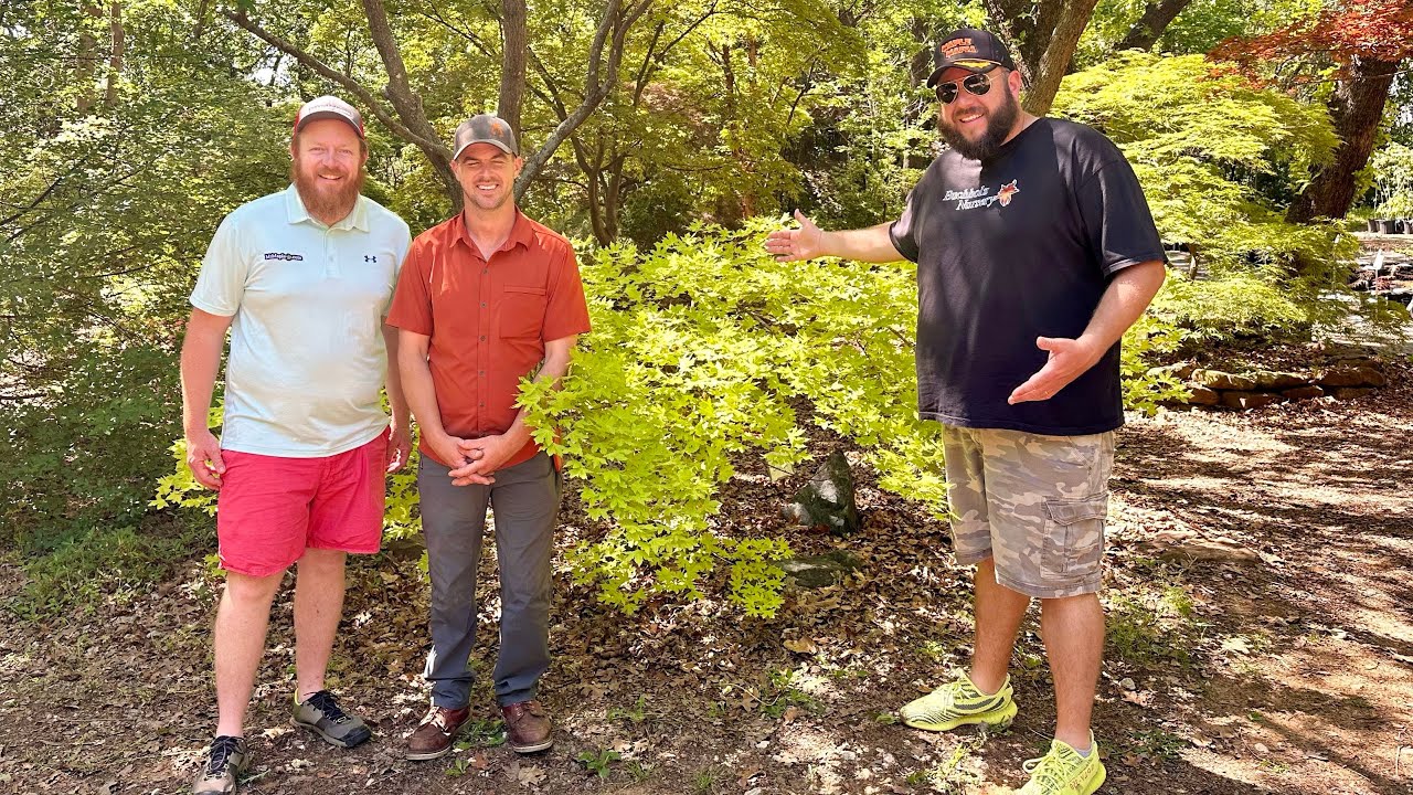 Top 5 Acer truncatum Shantung Maples! With Scott Hubble