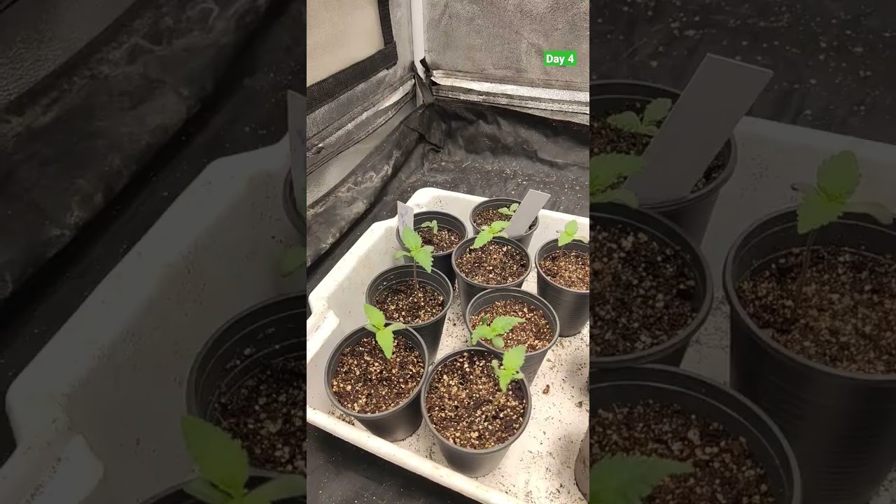 ✅DIA 4⛺GROW 100X100X200💡PAINEL viparspectra XS2000 LED GROW LIGHT 🌰 GREEN KUSH  #shorts #bombagrower