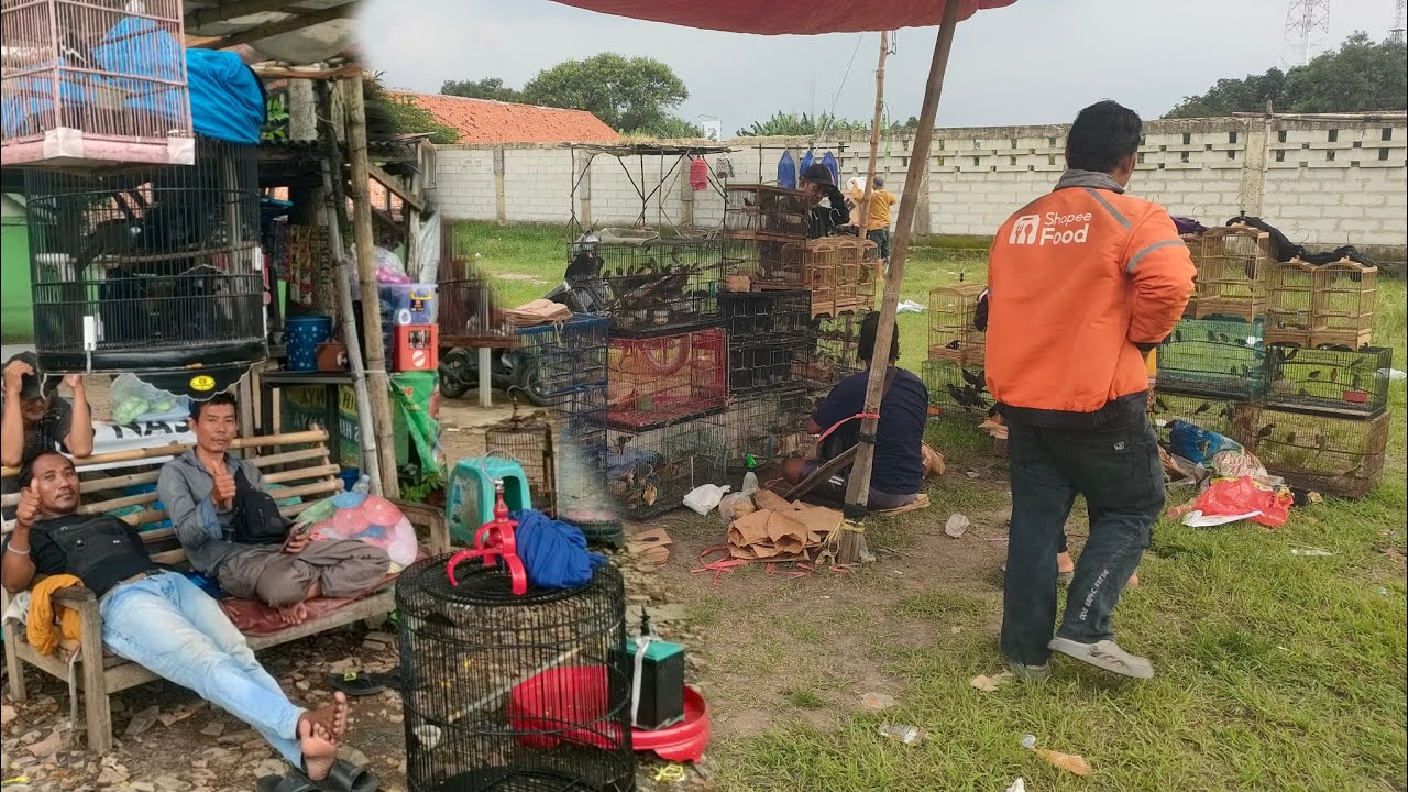 AKANG NYA BAWA BURUNG RAWATAN DARI KAMPUNG NYA MEWAH ²