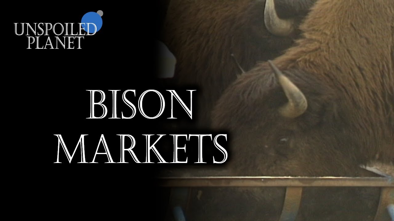 Making Money on Bison