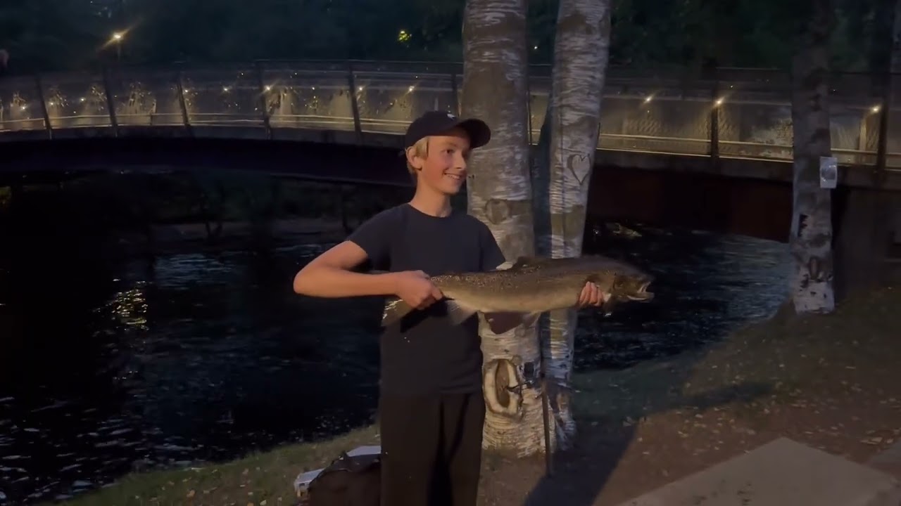 Laks på 4,5 kg i Akerselva 2023
