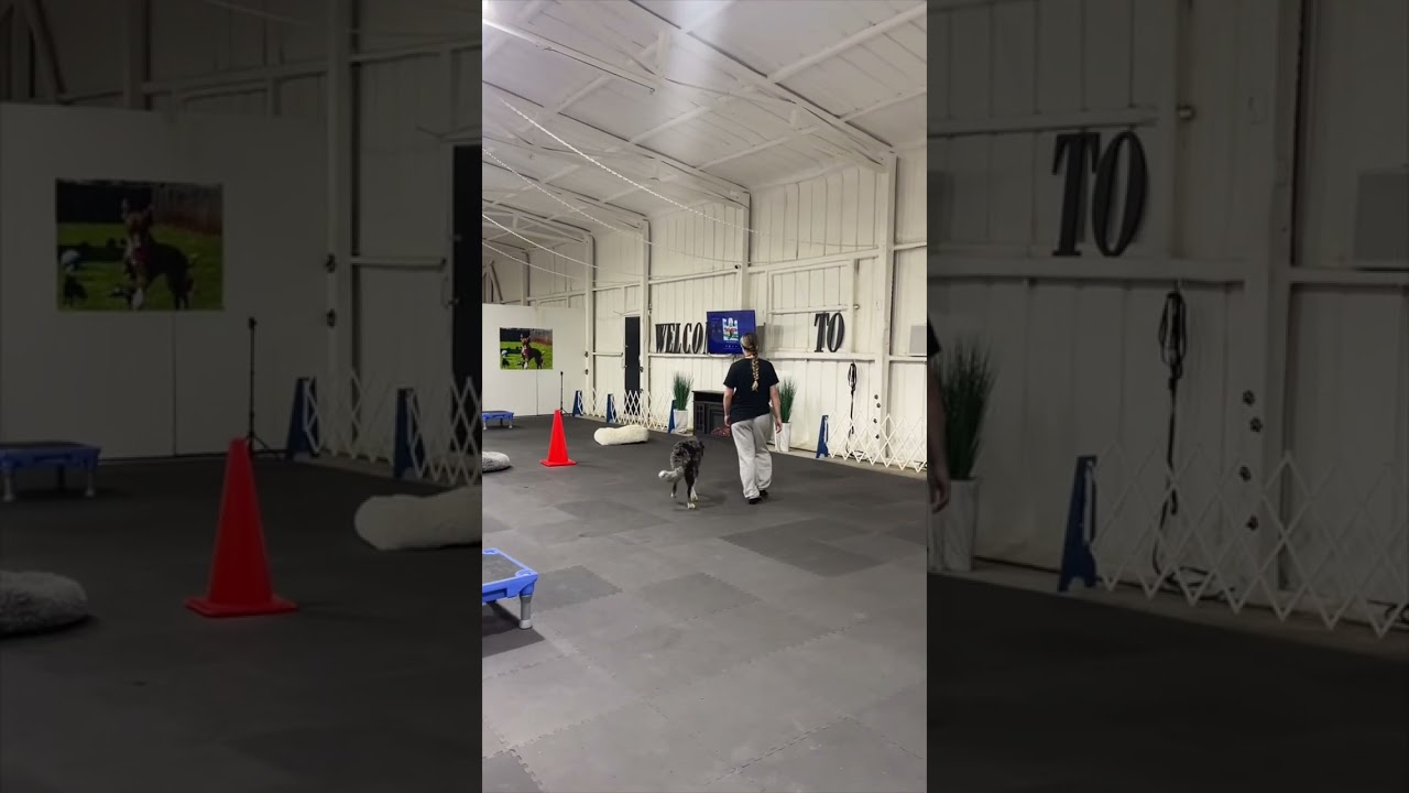 Aurora- Off Leash Program (Justin) 