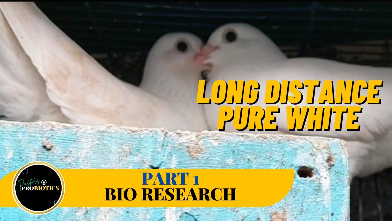 Long Distance Pure White Pigeon, White Pletinckx!