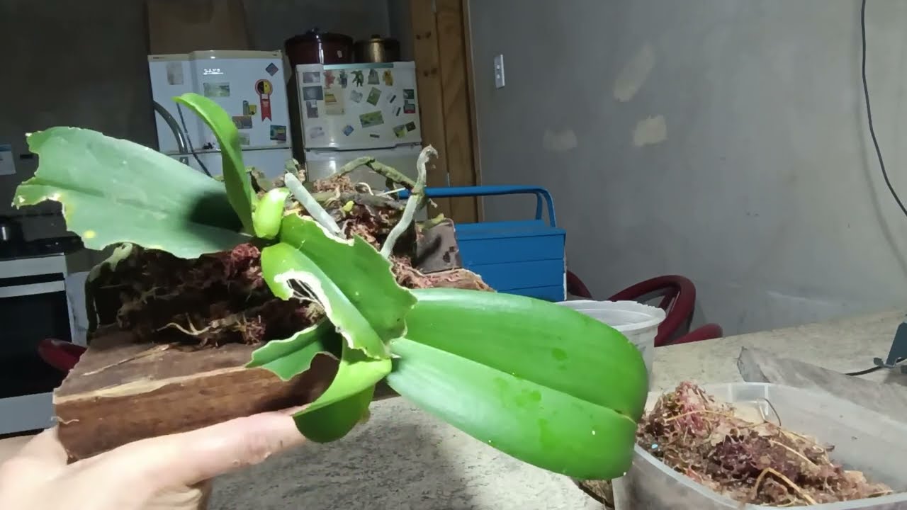 Orquídea vai morrer em dias senão salvar.