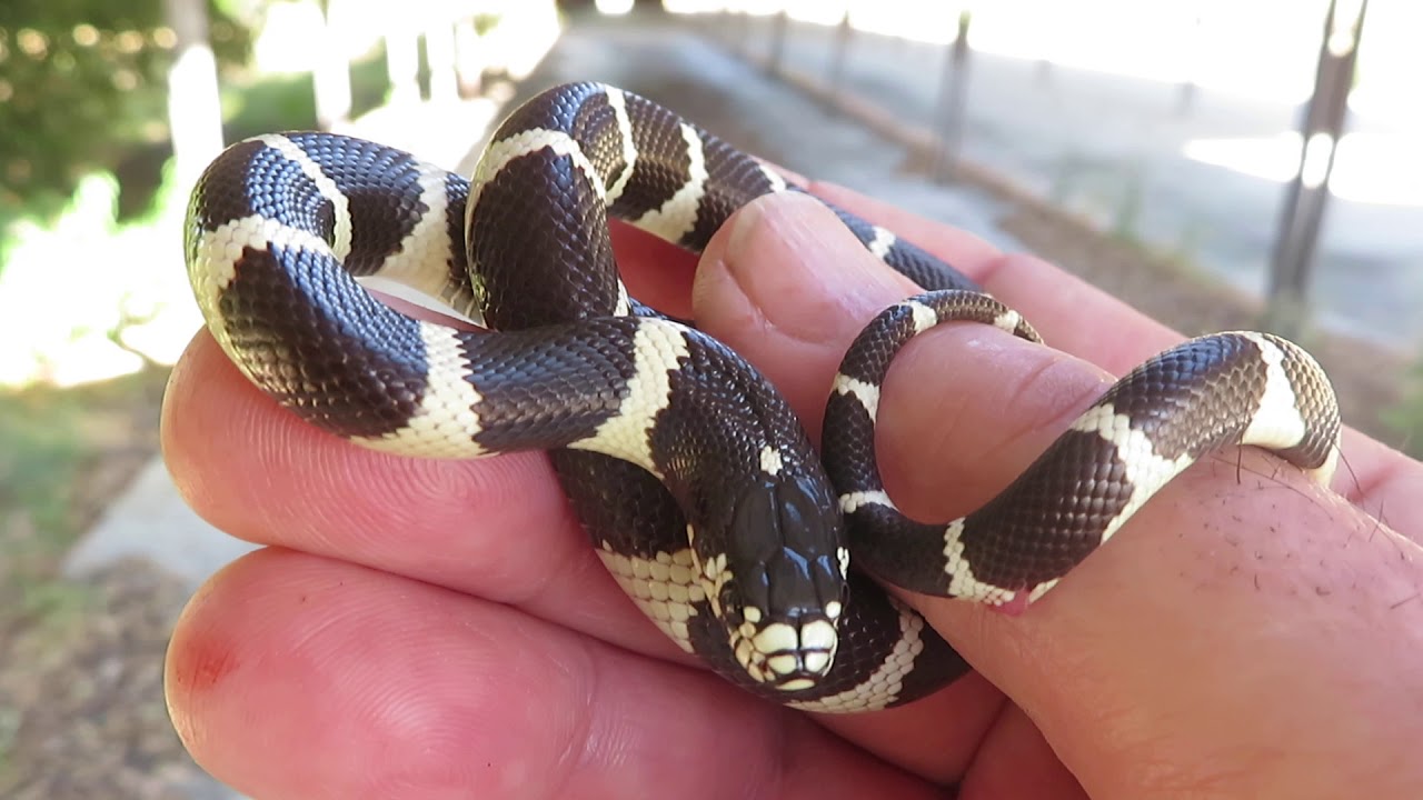 I Love Catching Snakes That Rattle Their Tails