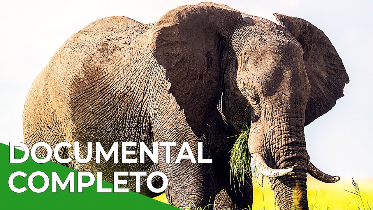 Memorias de un Elefante | Free Documentary Nature - Español
