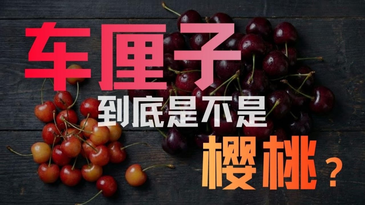 车厘子，到底是不是樱桃？｜生物｜播客｜原来是这样