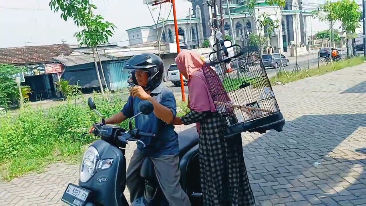 MELUNCUR BELI BURUNG LANGSUNG SAMA SANGKAR NYA LOSST KITA JUAL ASAL-ASALAN 
