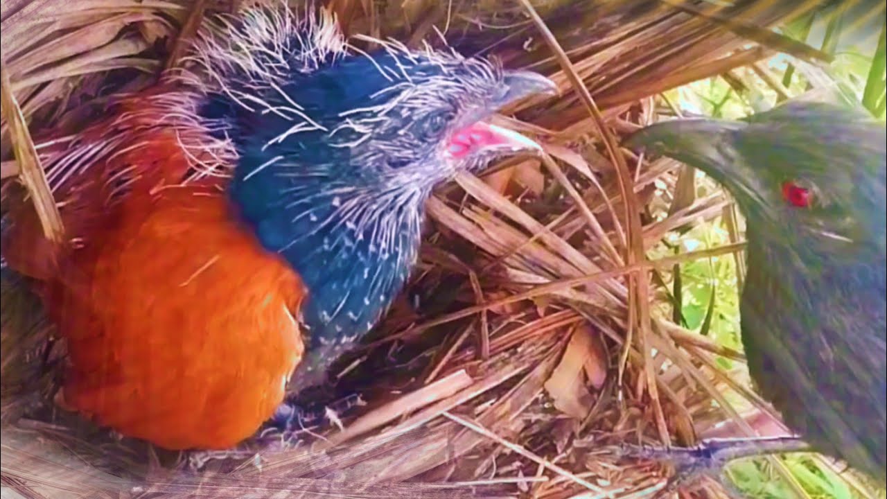 GAK DAPAT MAKANAN, ANAK BURUNG YANG BESAR PERGI