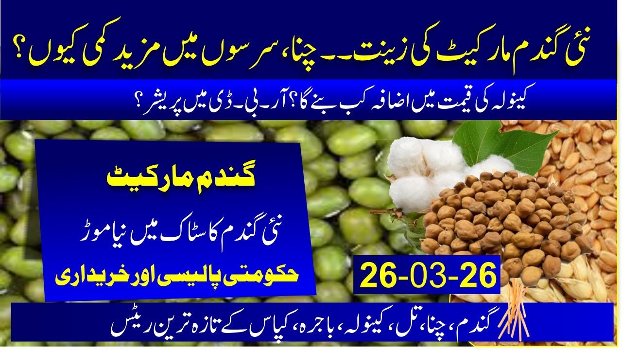 Wheat | Today market of wheat | sarso price today | kala chana price | RBD price | guar updated