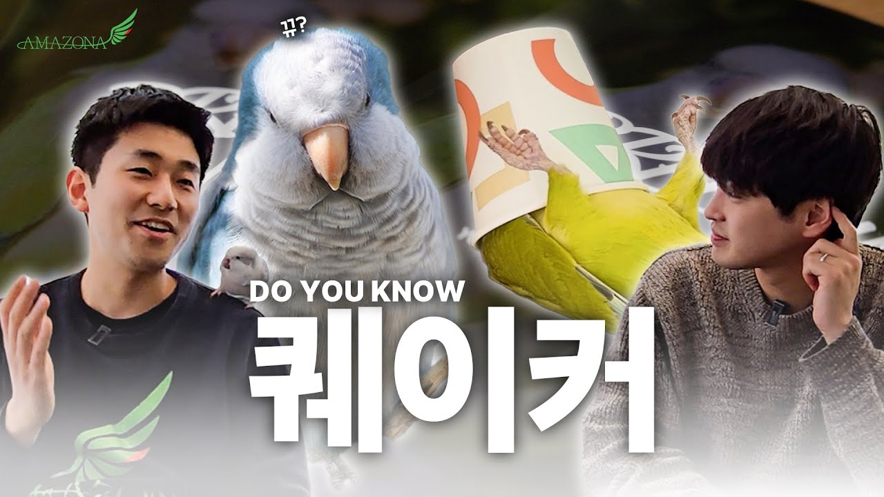 퀘이커 앵무새 우리보다 잘 키우는 사람 있어?