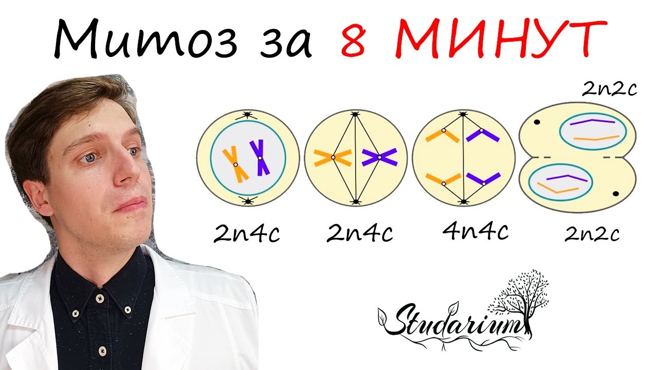 Митоз за 8 МИНУТ 🔬 Набор клетки n и c 🧬