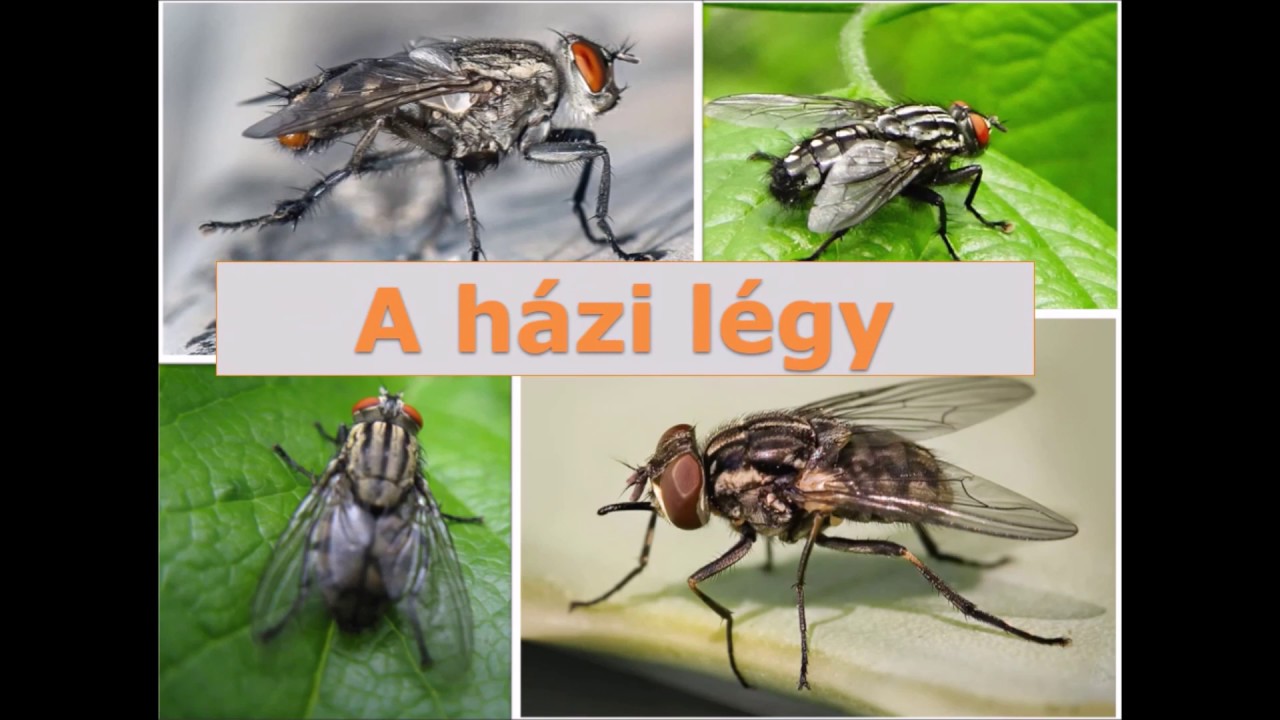 A házi légy